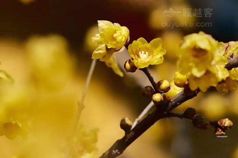 来温州，可以开始赏梅了！
