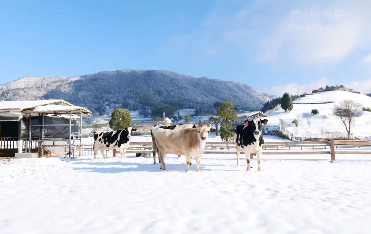 ‌泰顺云岚牧场